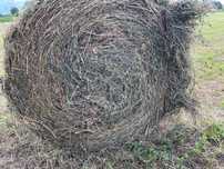 Baloți de calitate de fan si semifan din lucerna în agric.  ecologică