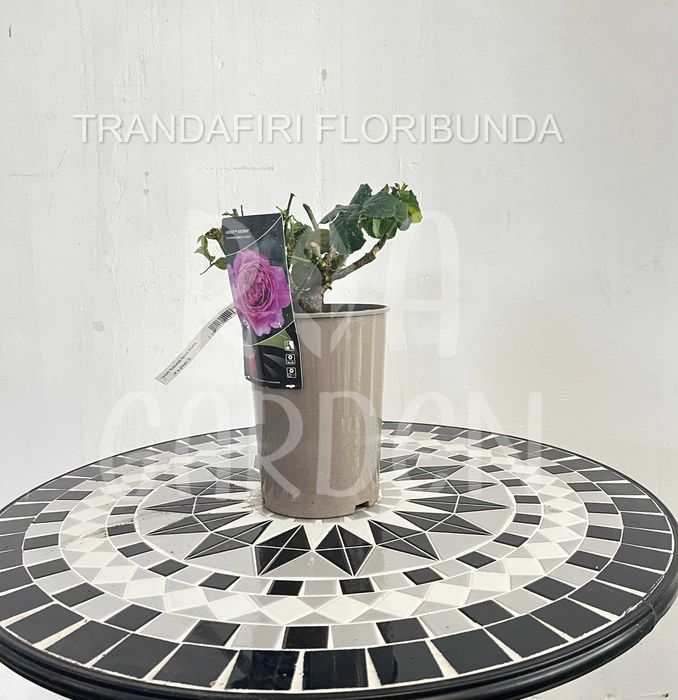 Trandafiri la ghiveci 3L – Floribunda, Târâtori, Teahibrizi, Urcători