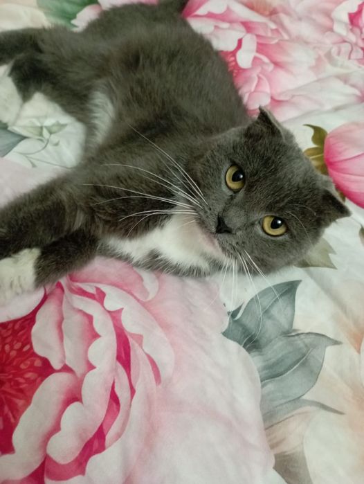 Отдам в добрые руки Кошку