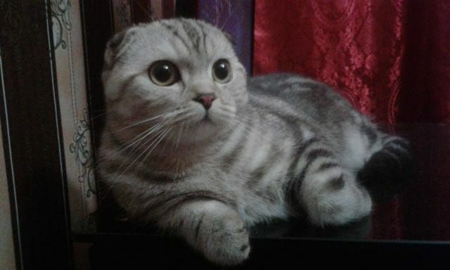 Нужен кот шотландский прямоухий для вязки