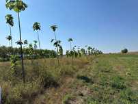 Paulownia Arbori Ornamentali