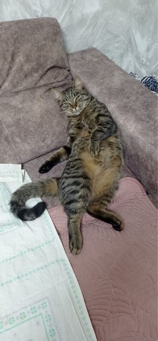 срочно! отдам европейского короткошерстного ласкового котенка!