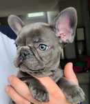 Bulldog francez mascul