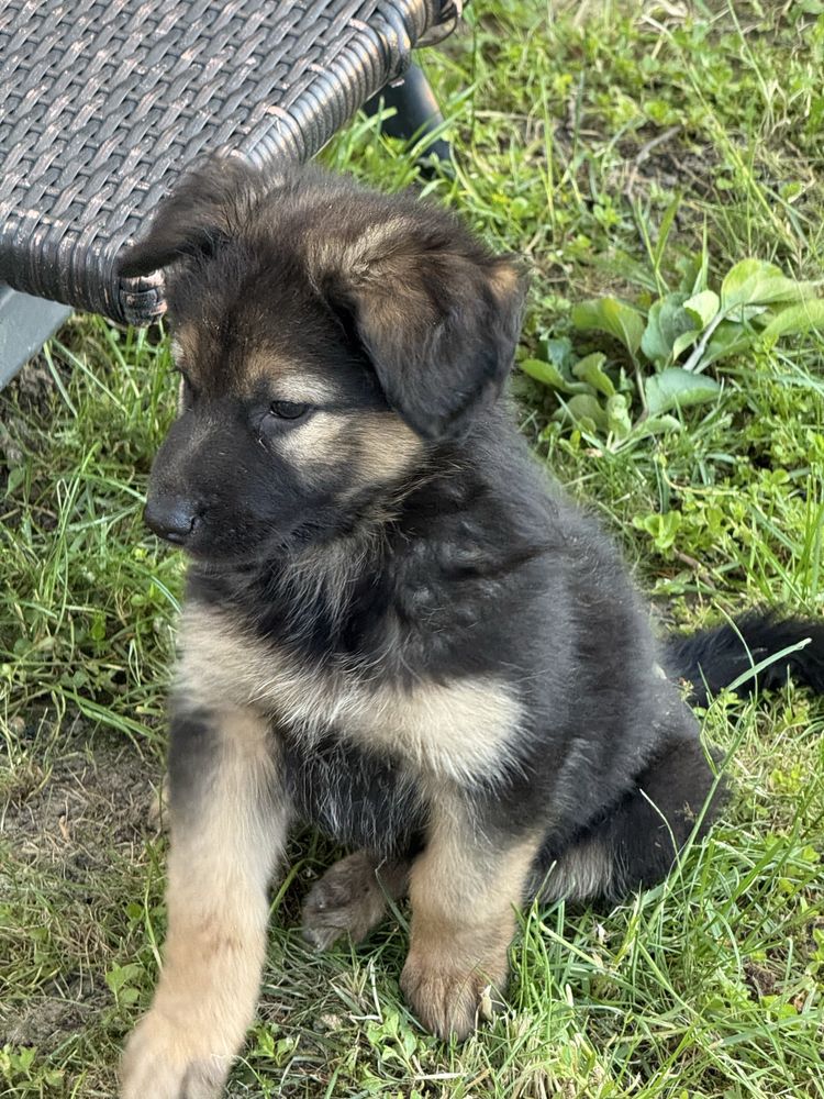 Caine ciobanesc german - femela - 2uni
