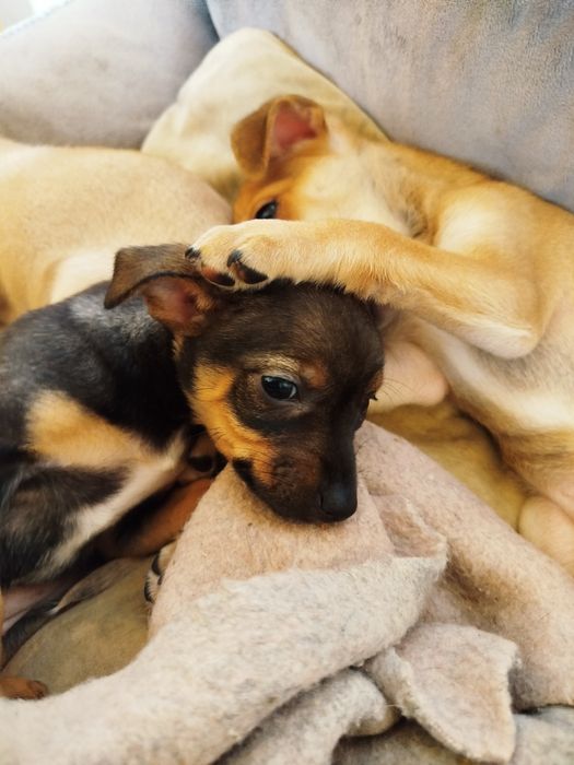 Продавам Мини Пинчер