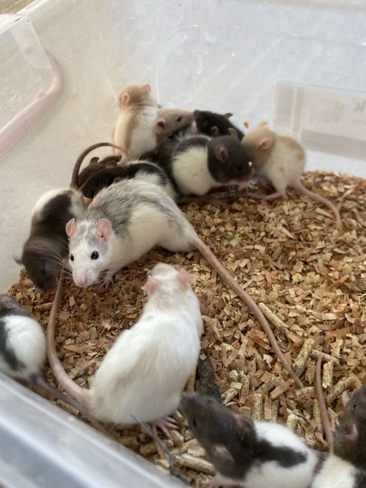 Șobolani cuminti si inteligenti