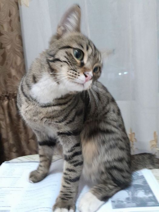 Красивый кот. Приучен к лотку. Здоровый.