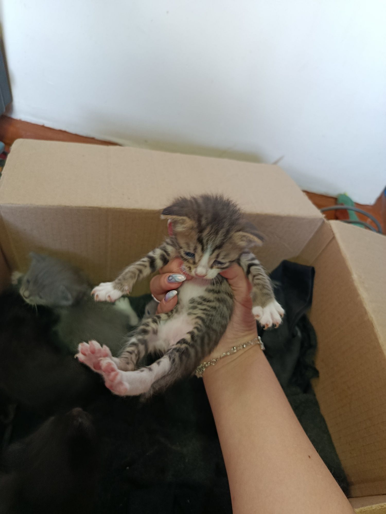 Отдам котят в добрые руки