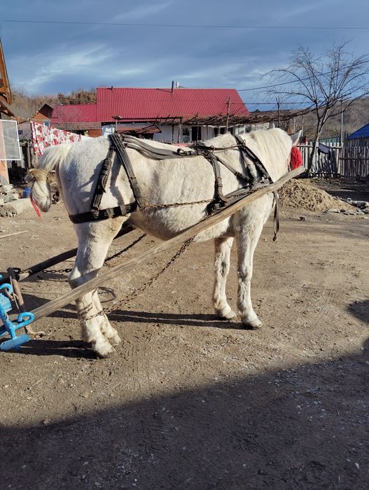 Vând cal bun de lucru