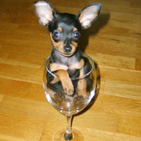 Продаются щенки Пинчера!