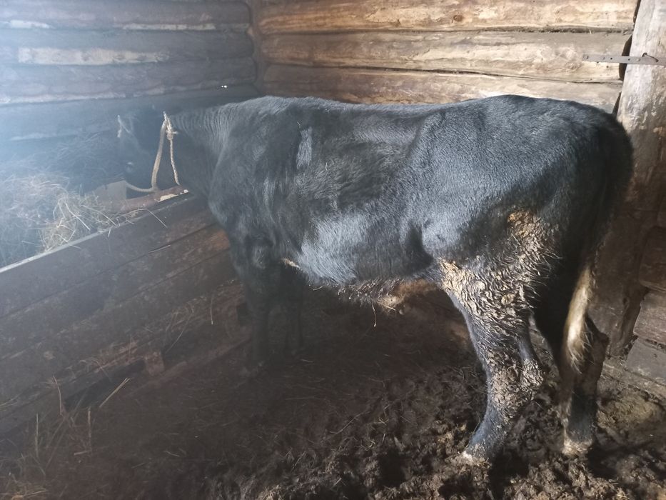 Продам бычка разного возраста