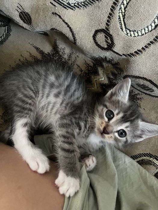 Отдам котят в хорошие руки