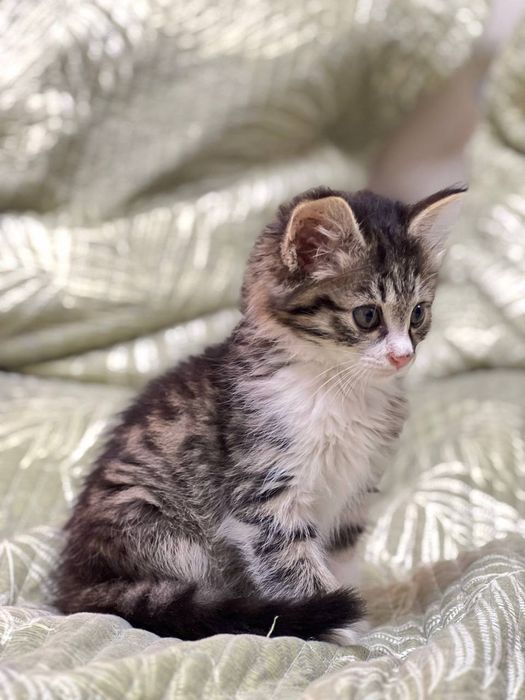 Котёнок , очень ласковая кошечка, Шейла