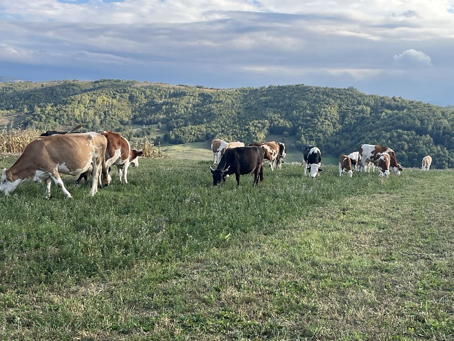 Vaci inscrise in coop active