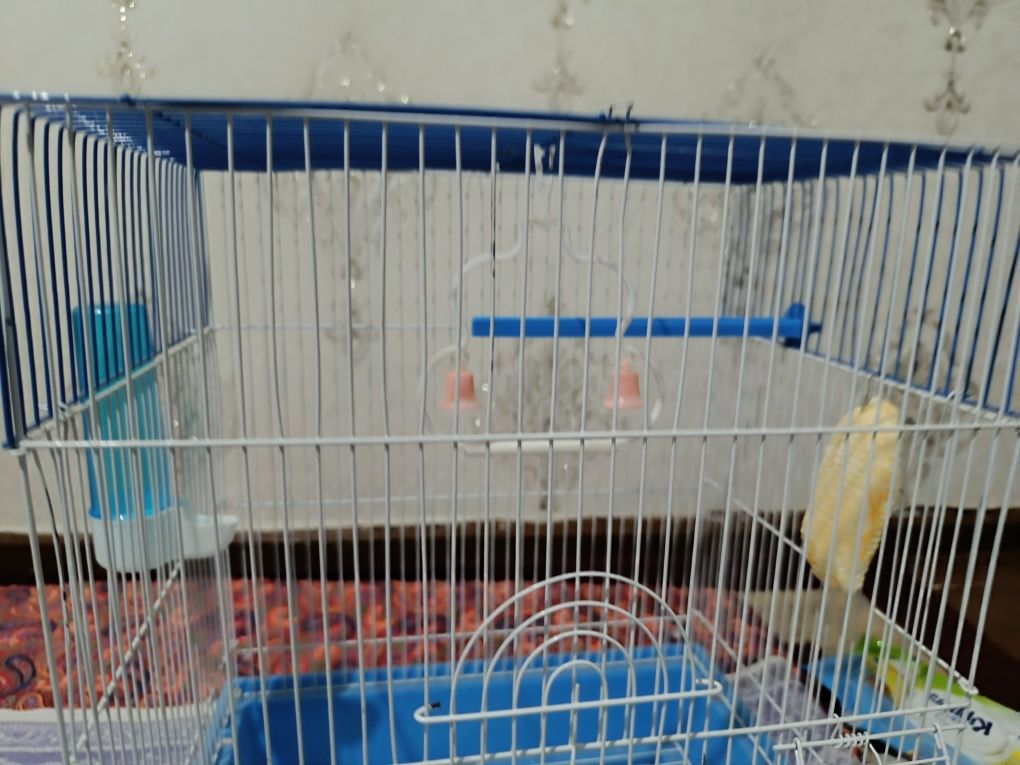 Qushlar uchun qafas