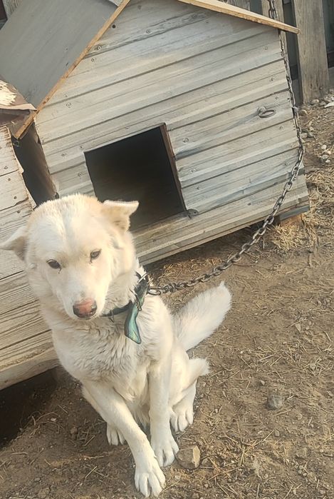 Отдам в хорошие руки