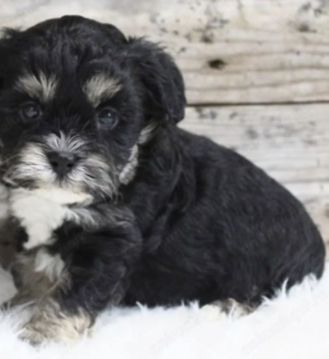 Bichon  havanez fetiță 550 lei