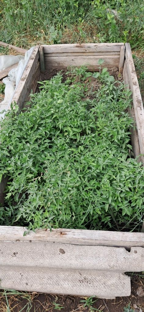 Продам помидоры рассаду ,разные сортов,