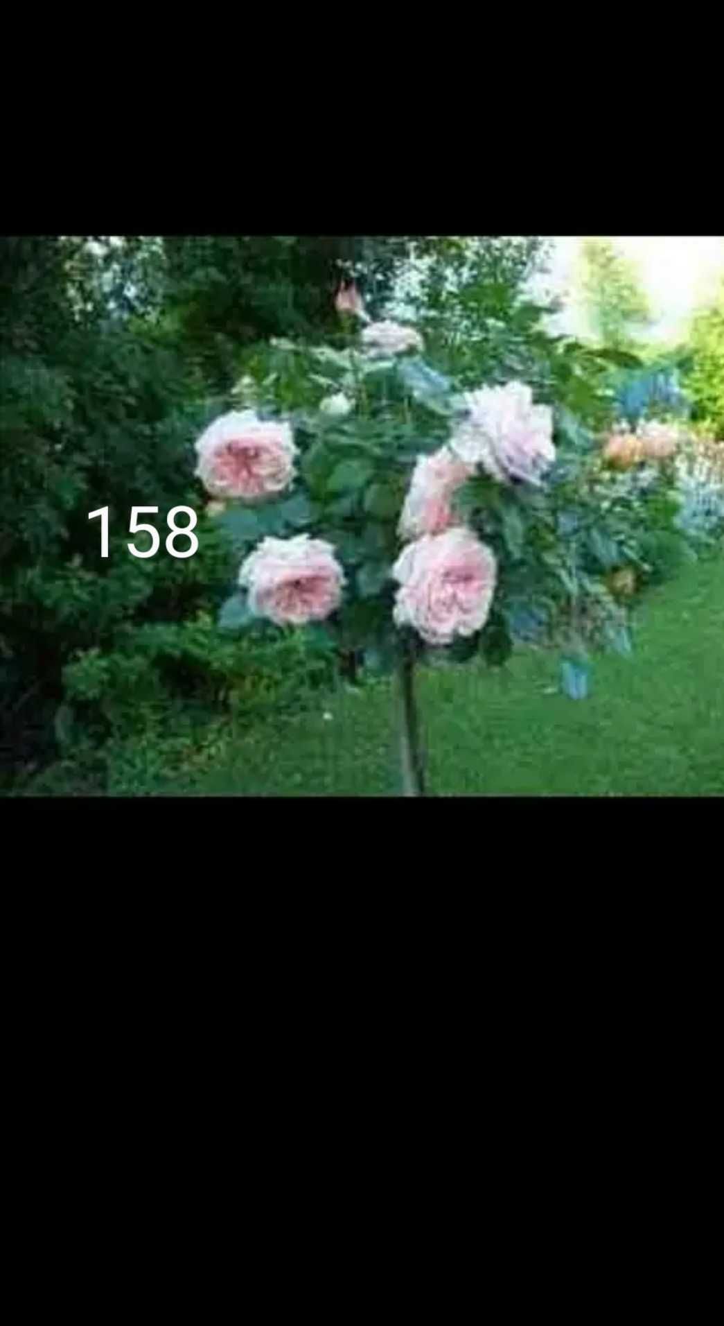 Живи рози дръвче