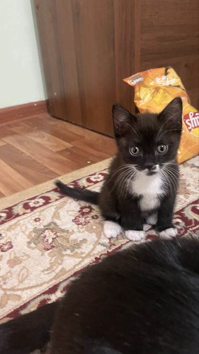 Котенок в добрые руки , воспитанный мальчик , ходит в лоток.