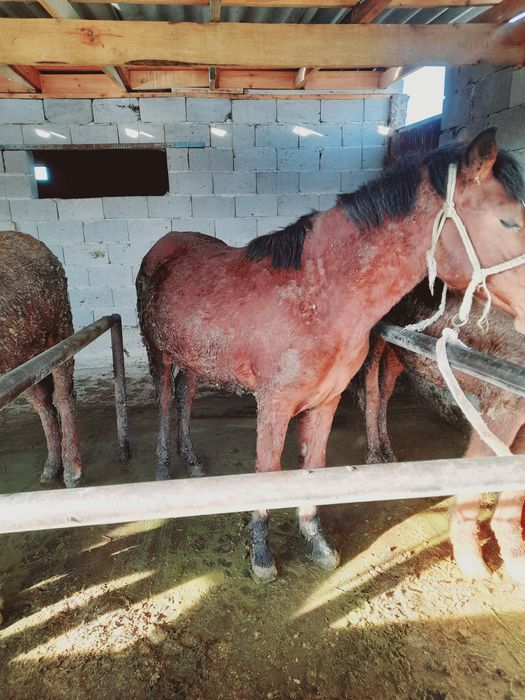 Семіз тайлар — 1,5 жас.