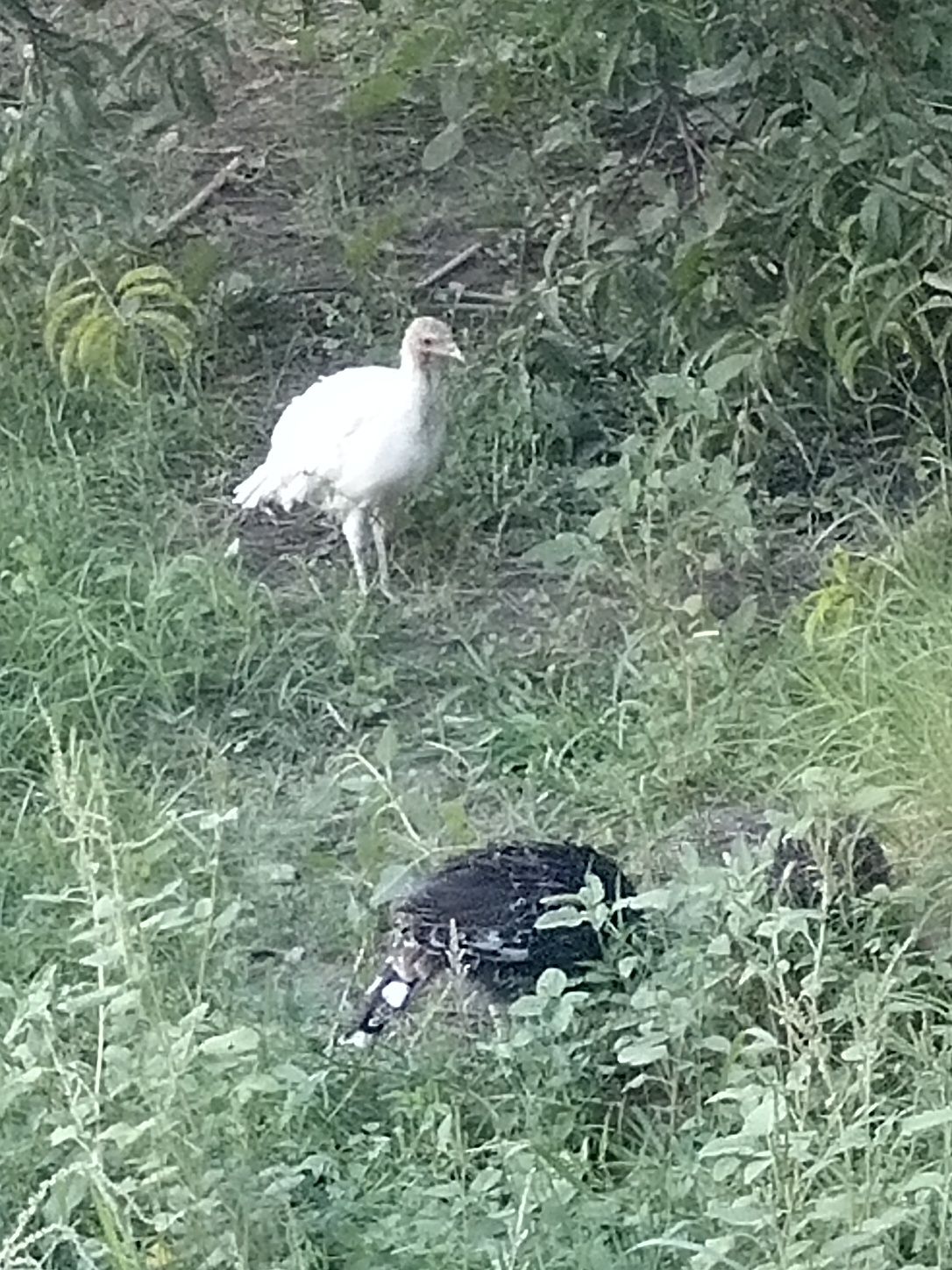 Kurka jo'jalari optim