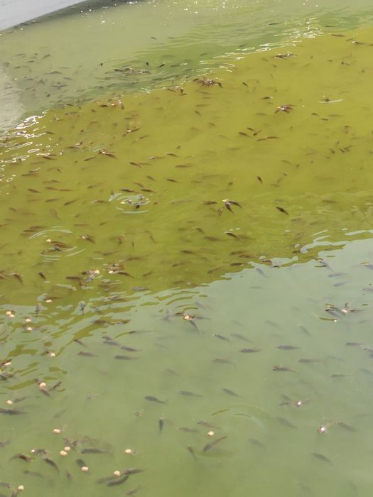 Puiet de crap romanesc, frasinet și oglinda