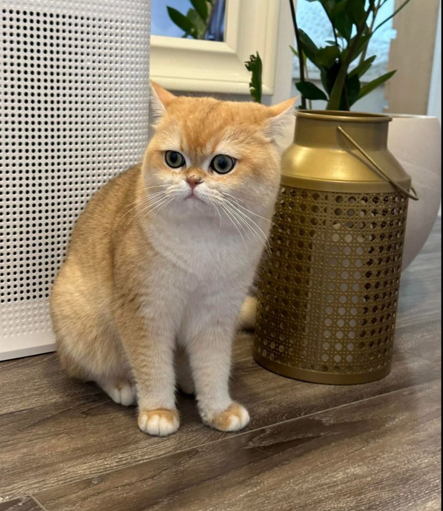Scottish fold si scottish straight