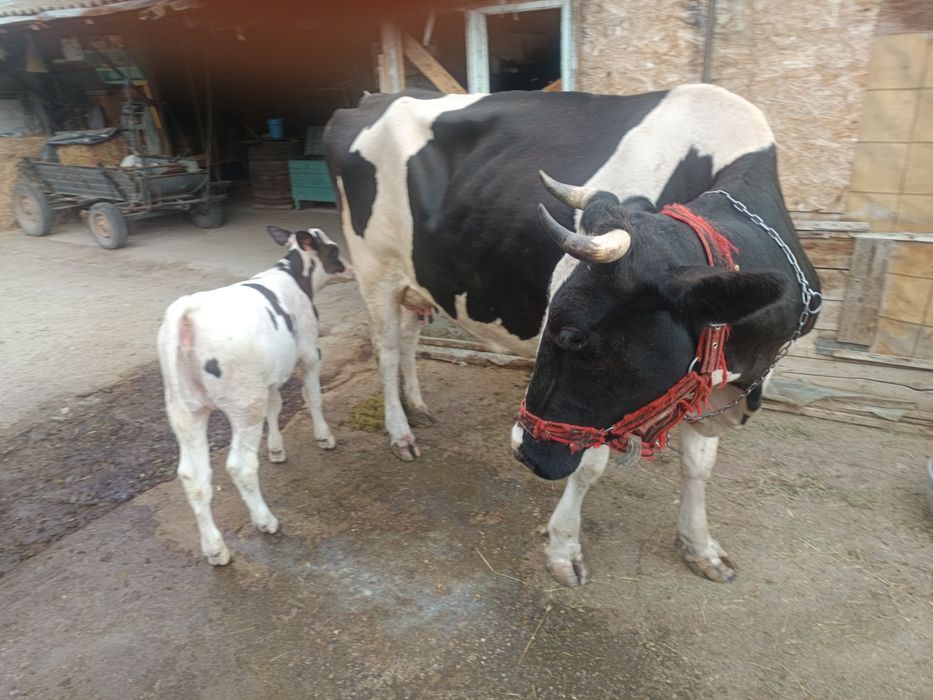 Vând vaca de lapte