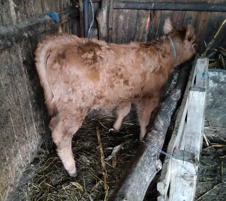 Vacă Bălțată Bomânească+viței Angus