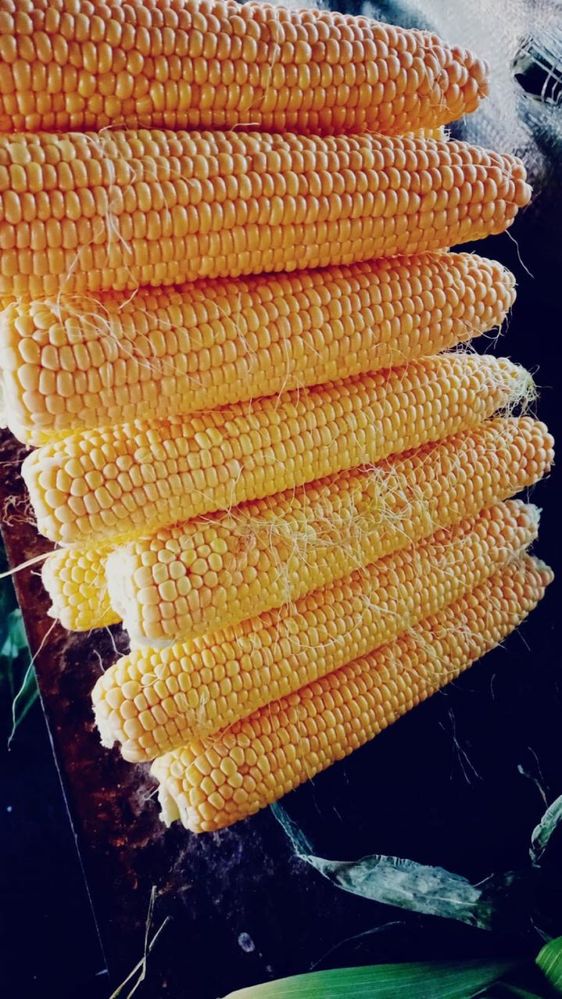 Кукуруз,замароженная кукуруза,сладкая кукуруза