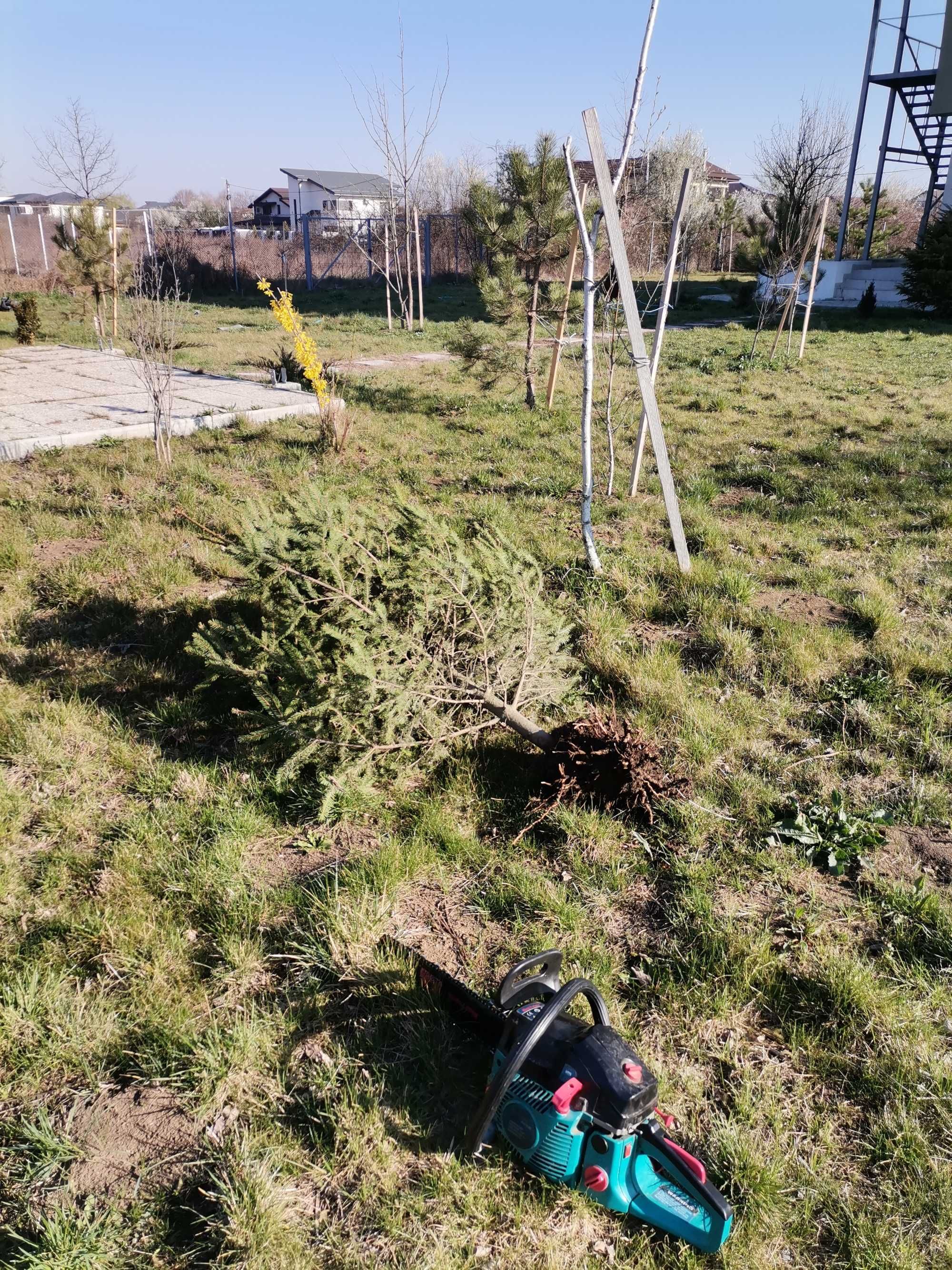 Tundem gazon iarbă buruieni lăstăriș