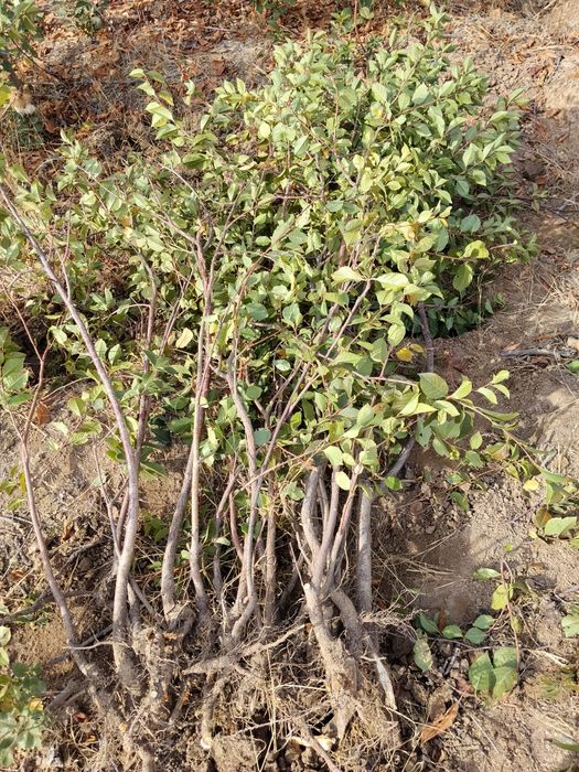 Shiponka va achchiq gilos