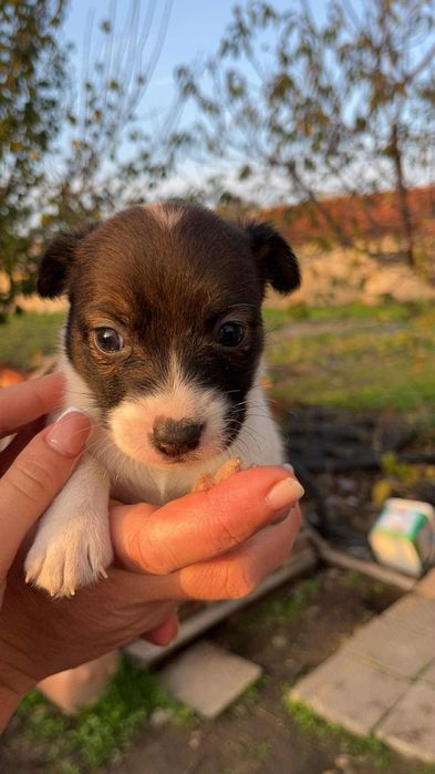 Джакчета момчета и момичета!