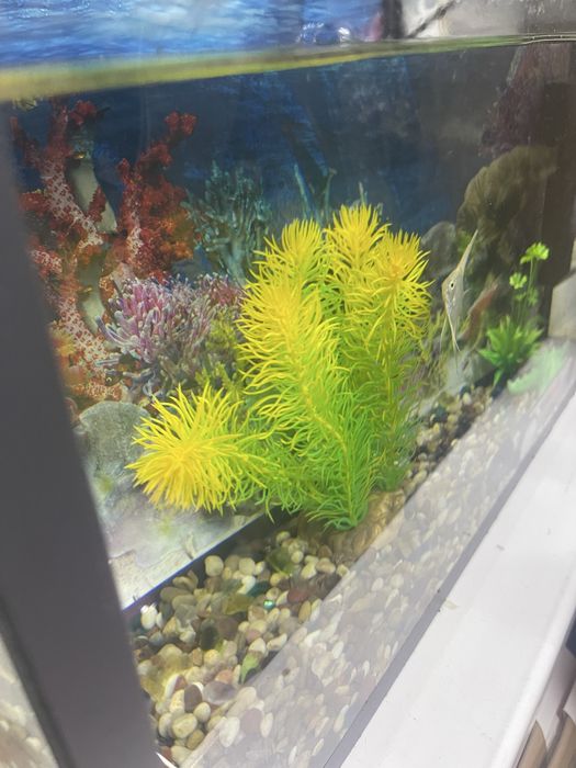 Аквариум с рыбками