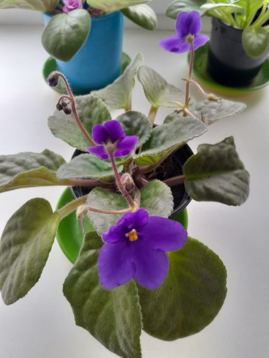 Продам фиалки домашние 2000тг