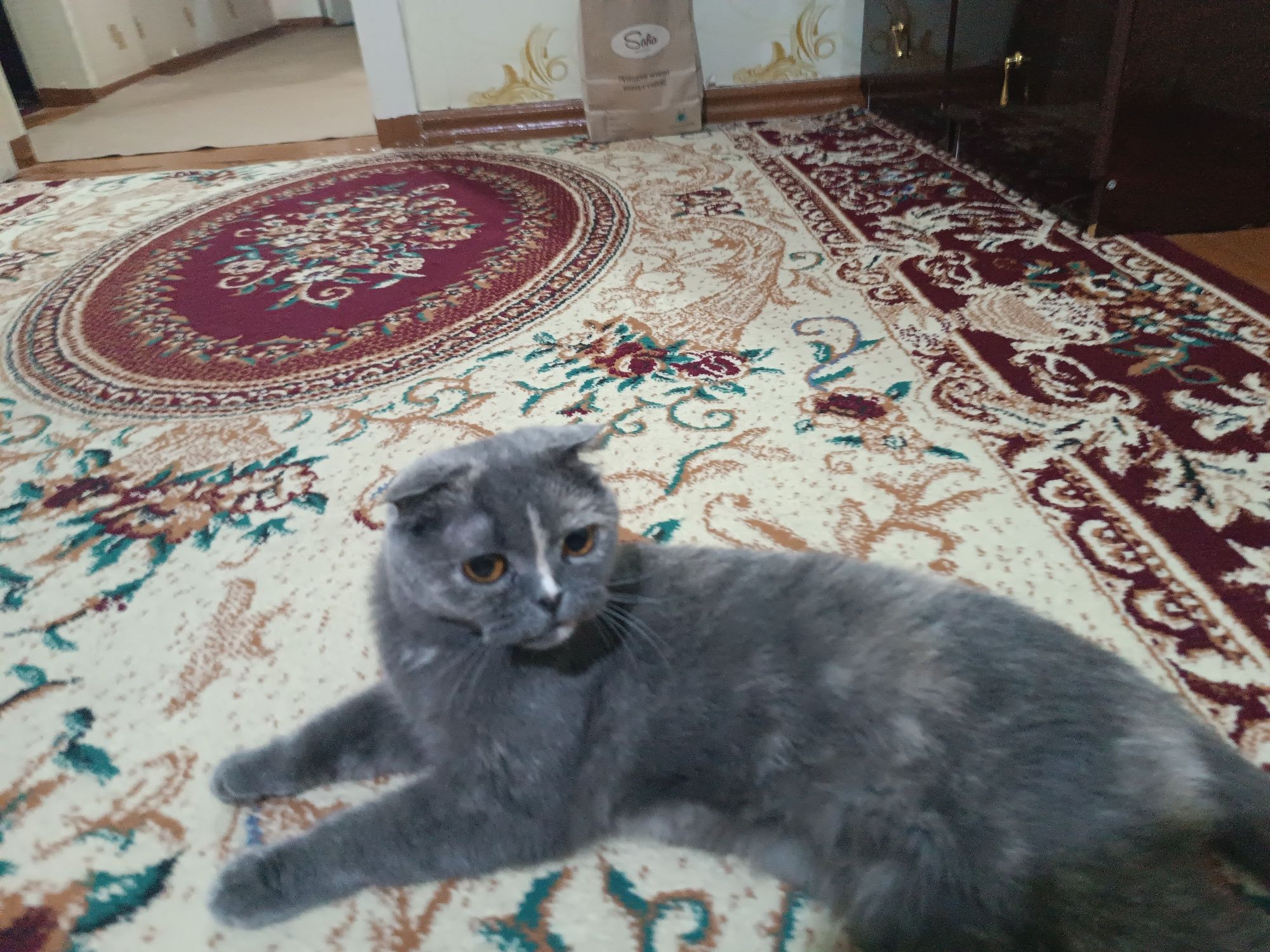 вислоухий кот умный