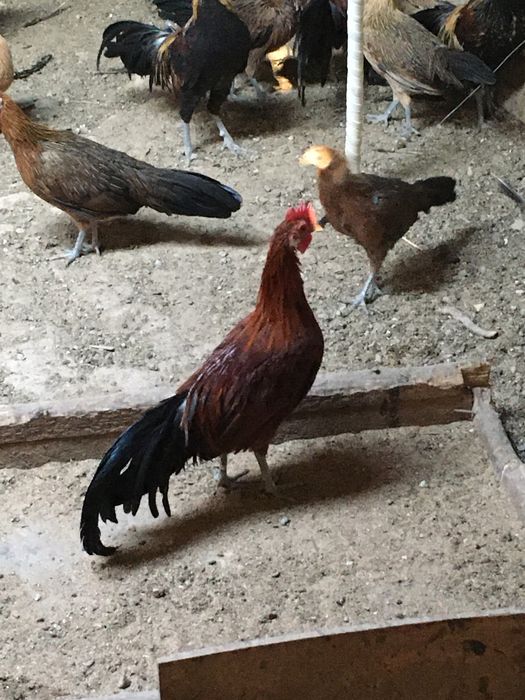 Феникс хорозлари