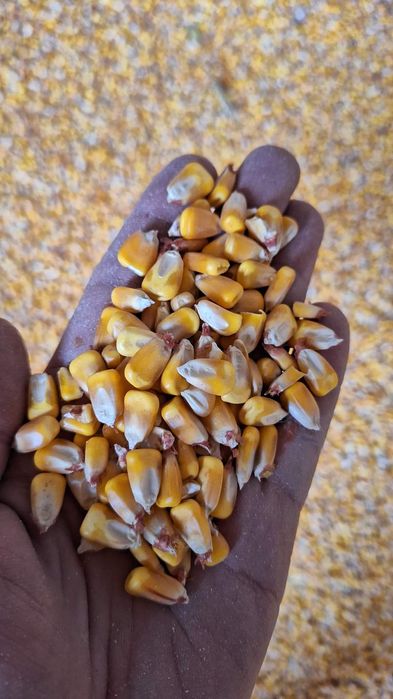 Vând  Cereale Porumb Grau Orz   ofer transport Gratuit 1,30 kg