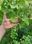 Гинкго двулопастный (лат. Ginkgo biloba)