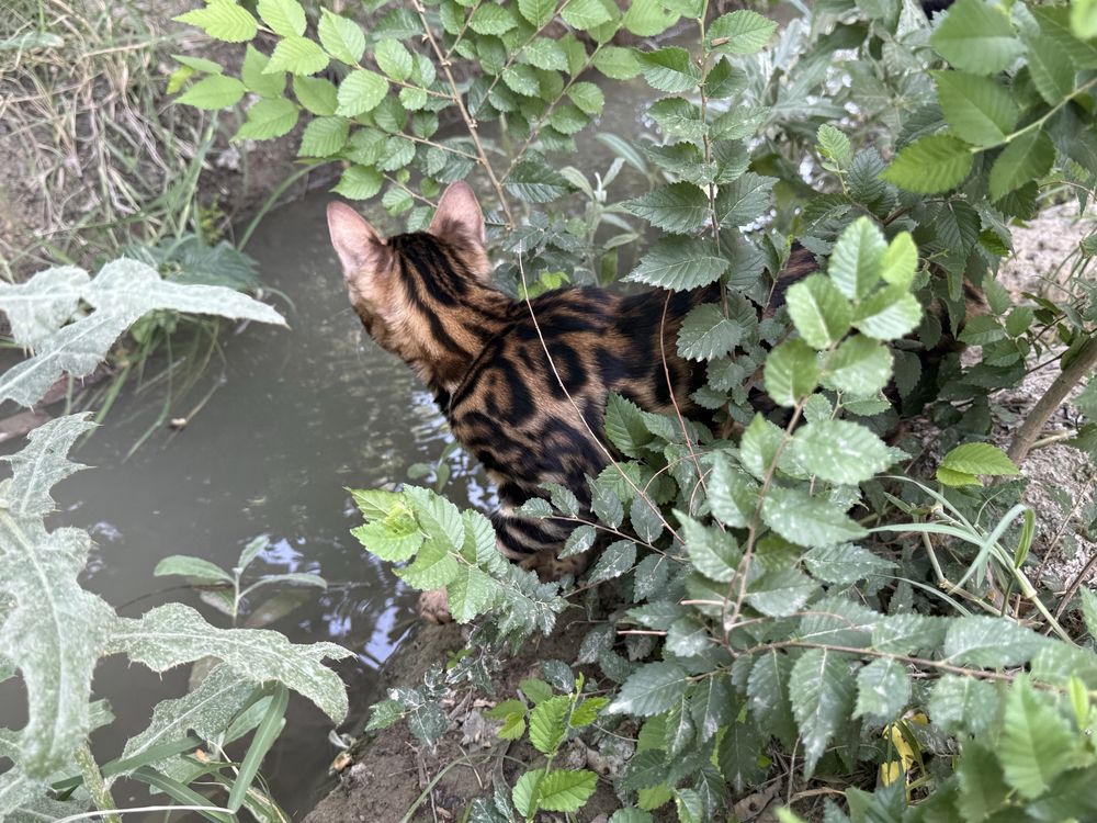 Bengal Mushugimiz sotiladi