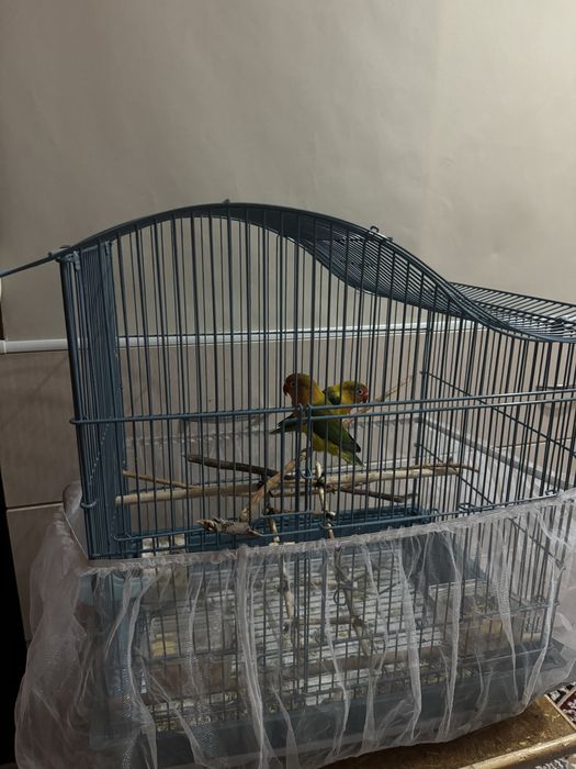 Попугаи неразлучники