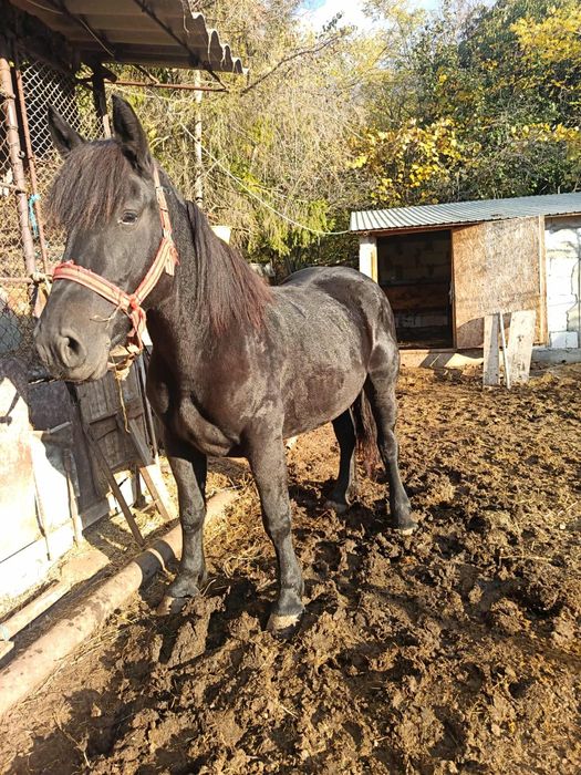 Vând iapa și mânză