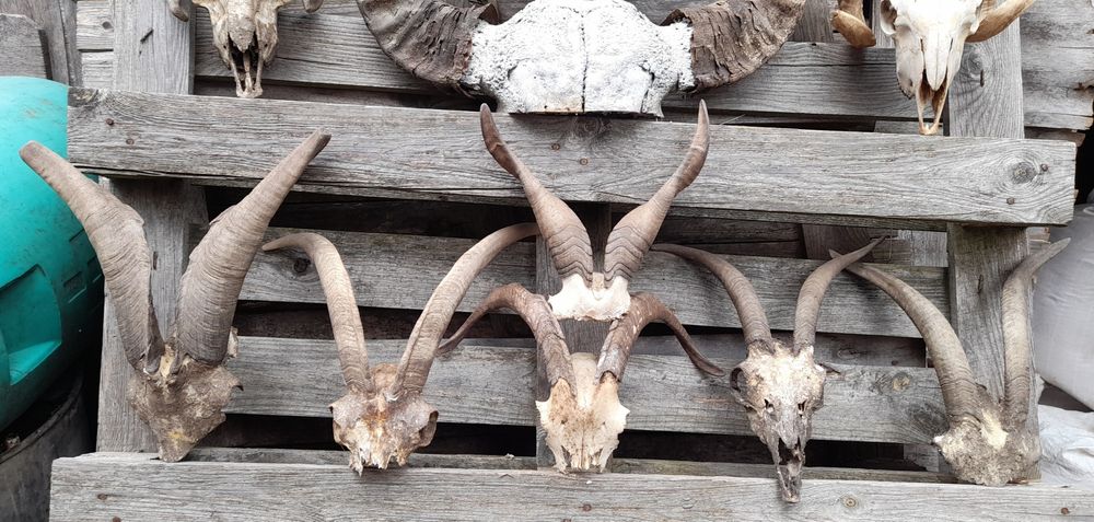 Трофей  рога с черепи