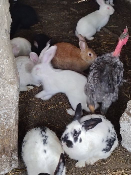 Iepuri diferite culori