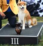 Pui Akita inu femela de top arbitrata, părinți multipli campioni.