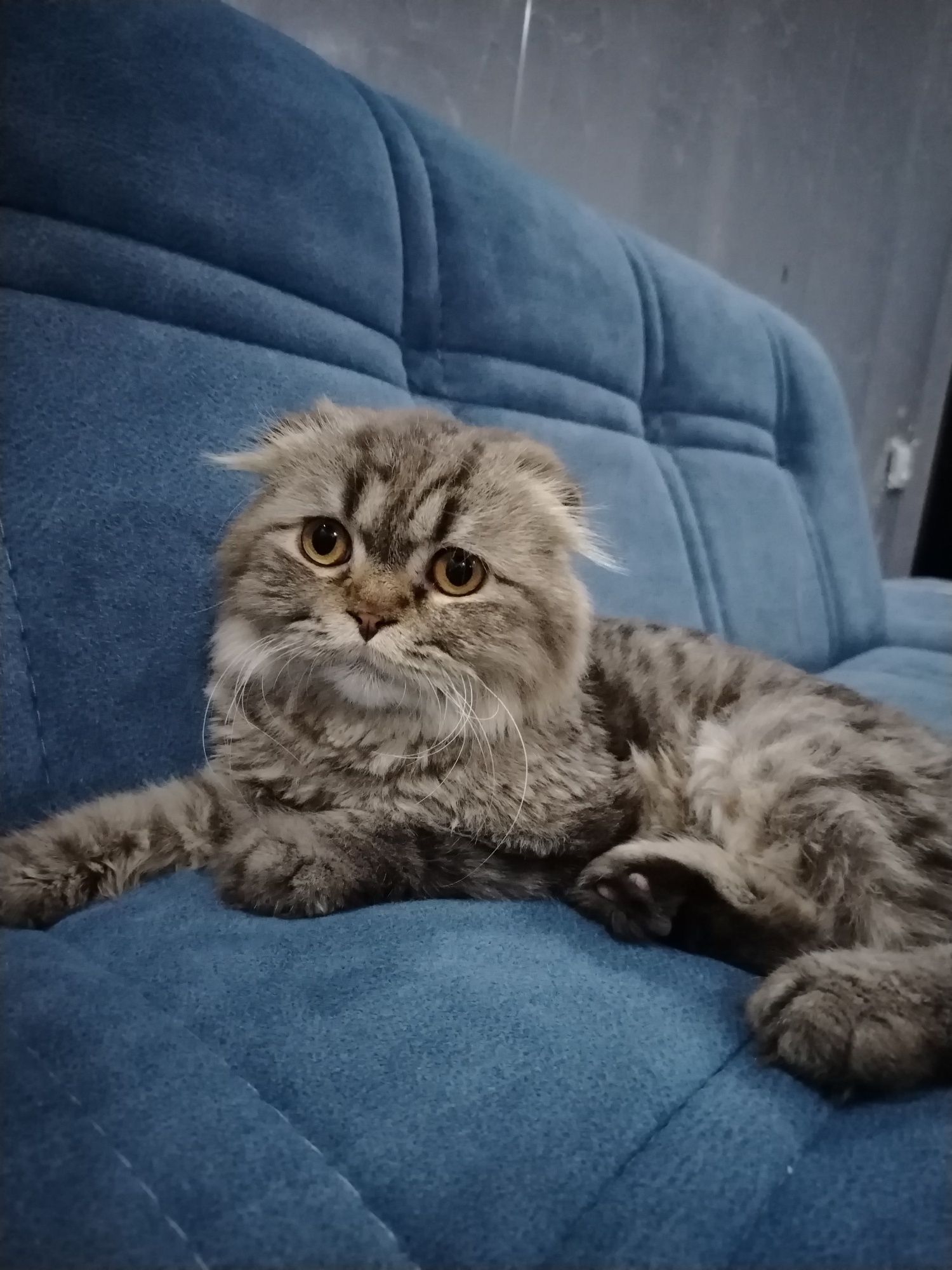 Scottish Fold mushugi sotiladi