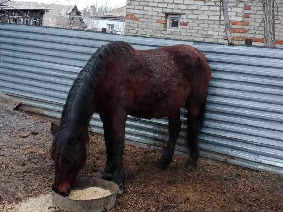 Продам лошадь на откорме