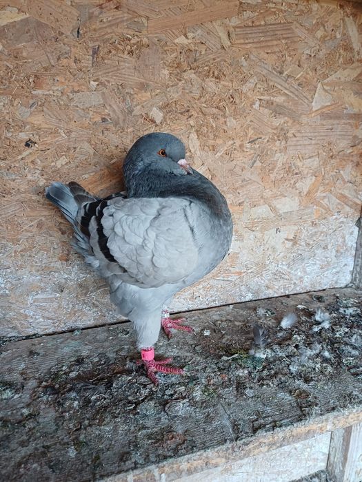 Porumbei King de vanzare