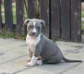 American Staffordshire Terrier